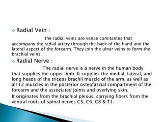  Radial Vein : 
the radial veins are venae comitantes that 
accompany the radial artery through the back of the hand and the 
lateral aspect of the forearm. They join the ulnar veins to form the 
brachial veins. 
 Radial Nerve : 
The radial nerve is a nerve in the human body 
that supplies the upper limb. It supplies the medial, lateral, and 
long heads of the triceps brachii muscle of the arm, as well as 
all 12 muscles in the posterior osteofascial compartment of the 
forearm and the associated joints and overlying skin. 
It originates from the brachial plexus, carrying fibers from the 
ventral roots of spinal nerves C5, C6, C8 & T1. 
 