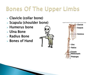 Clavicle (collar bone) 
 Scapula (shoulder bone) 
 Humerus bone 
 Ulna Bone 
 Radius Bone 
 Bones of Hand 
 
