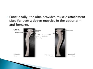 Functionally, the ulna provides muscle attachment 
sites for over a dozen muscles in the upper arm 
and forearm. 
 