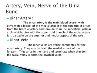 Ulnar Artery : 
The ulnar artery is the main blood vessel, with 
oxygenated blood, of the medial aspect of the forearm. It arises 
from the brachial artery and terminates in the superficial palmar 
arch, which joins with the superficial branch of the radial artery. 
It is palpable on the anterior and medial aspect of the wrist. 
Ulnar Vein : 
The ulnar veins are venae comitantes for the 
ulnar artery. They mostly drain the medial aspect of the 
forearm. They arise in the hand and terminate when they join 
the radial veins to form the brachial veins. 
 