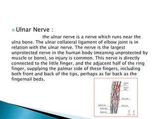  Ulnar Nerve : 
the ulnar nerve is a nerve which runs near the 
ulna bone. The ulnar collateral ligament of elbow joint is in 
relation with the ulnar nerve. The nerve is the largest 
unprotected nerve in the human body (meaning unprotected by 
muscle or bone), so injury is common. This nerve is directly 
connected to the little finger, and the adjacent half of the ring 
finger, supplying the palmar side of these fingers, including 
both front and back of the tips, perhaps as far back as the 
fingernail beds. 
 