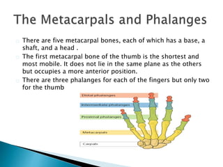 There are five metacarpal bones, each of which has a base, a 
shaft, and a head . 
The first metacarpal bone of the thumb is the shortest and 
most mobile. It does not lie in the same plane as the others 
but occupies a more anterior position. 
There are three phalanges for each of the fingers but only two 
for the thumb 
 