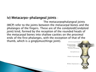 iv) Metacarpo-phalangeal joints : 
The metacarpophalangeal joints 
(MCP) refer to the joints between the metacarpal bones and the 
phalanges of the fingers. These are of the condyloid(Condyloid 
joint) kind, formed by the reception of the rounded heads of 
the metacarpal bones into shallow cavities on the proximal 
ends of the first phalanges, with the exception of that of the 
thumb, which is a ginglymus(Hinge joint). 
 