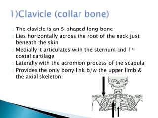 The clavicle is an S-shaped long bone 
Lies horizontally across the root of the neck just 
beneath the skin 
Medially it articulates with the sternum and 1st 
costal cartilage 
Laterally with the acromion process of the scapula 
Provides the only bony link b/w the upper limb & 
the axial skeleton 
 