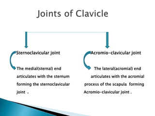 Sternoclavicular joint Acromio-clavicular joint 
The medial(sternal) end The lateral(acromial) end 
articulates with the sternum articulates with the acromial 
forming the sternoclavicular process of the scapula forming 
joint . Acromio-clavicular joint . 
 