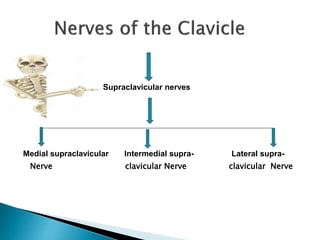 Supraclavicular nerves 
Medial supraclavicular Intermedial supra- Lateral supra- 
Nerve clavicular Nerve clavicular Nerve 
 