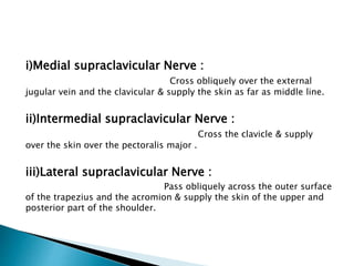 i)Medial supraclavicular Nerve : 
Cross obliquely over the external 
jugular vein and the clavicular & supply the skin as far as middle line. 
ii)Intermedial supraclavicular Nerve : 
Cross the clavicle & supply 
over the skin over the pectoralis major . 
iii)Lateral supraclavicular Nerve : 
Pass obliquely across the outer surface 
of the trapezius and the acromion & supply the skin of the upper and 
posterior part of the shoulder. 
 
