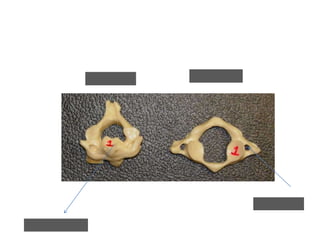 Anatomy bone test | PPTX