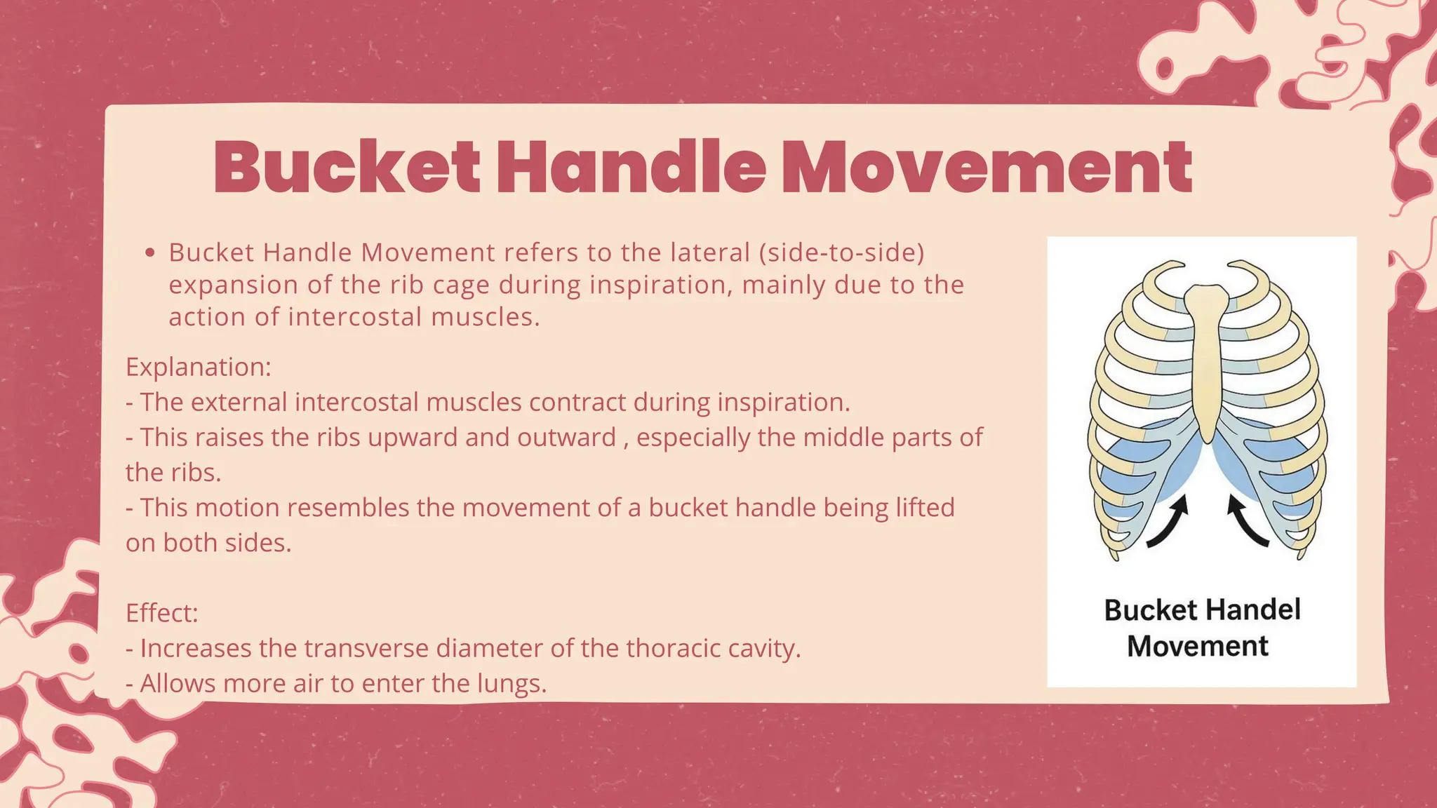 Thoracic cavity movements By Mr. Curious.pdf