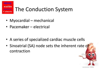 Anatomy cardiac | PPTX