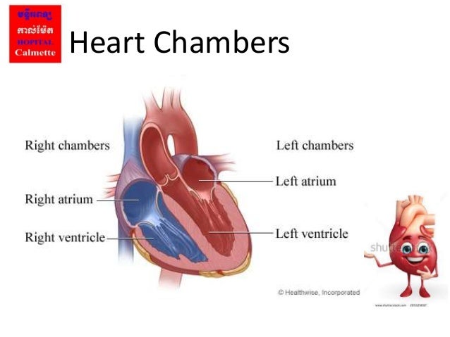 Anatomy cardiac