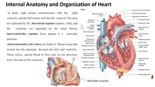 Anatomy Cardiovascular System (edited).pdf
