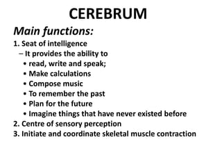 anatomy cerebrum.pptx
