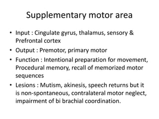 Motor Neglect anatomy cerebrum.pptx