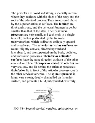 The pedicles are broad and strong, especially in front,
where they coalesce with the sides of the body and the
root of the odontoid process. They are covered above
by the superior articular surfaces. The laminæ are
thick and strong, and the vertebral foramen large, but
smaller than that of the atlas. The transverse
processes are very small, and each ends in a single
tubercle; each is perforated by the foramen
transversarium, which is directed obliquely upward
and lateralward. The superior articular surfaces are
round, slightly convex, directed upward and
lateralward, and are supported on the body, pedicles,
and transverse processes. Theinferior articular
surfaces have the same direction as those of the other
cervical vertebræ. Thesuperior vertebral notches are
very shallow, and lie behind the articular processes;
theinferior lie in front of the articular processes, as in
the other cervical vertebræ. The spinous process is
large, very strong, deeply channelled on its under
surface, and presents a bifid, tuberculated extremity.




  FIG. 88– Second cervical vertebra, epistropheus, or
 