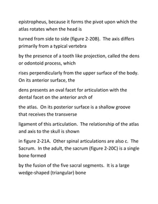 epistropheus, because it forms the pivot upon which the
atlas rotates when the head is
turned from side to side (figure 2-20B). The axis differs
primarily from a typical vertebra
by the presence of a tooth like projection, called the dens
or odontoid process, which
rises perpendicularly from the upper surface of the body.
On its anterior surface, the
dens presents an oval facet for articulation with the
dental facet on the anterior arch of
the atlas. On its posterior surface is a shallow groove
that receives the transverse
ligament of this articulation. The relationship of the atlas
and axis to the skull is shown
in figure 2-21A. Other spinal articulations are also c. The
Sacrum. In the adult, the sacrum (figure 2-20C) is a single
bone formed
by the fusion of the five sacral segments. It is a large
wedge-shaped (triangular) bone
 