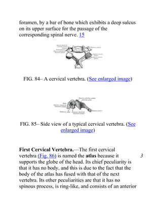 foramen, by a bar of bone which exhibits a deep sulcus
on its upper surface for the passage of the
corresponding spinal nerve. 15




  FIG. 84– A cervical vertebra. (See enlarged image)




FIG. 85– Side view of a typical cervical vertebra. (See
                  enlarged image)


First Cervical Vertebra.—The first cervical
vertebra (Fig. 86) is named the atlas because it           3
supports the globe of the head. Its chief peculiarity is
that it has no body, and this is due to the fact that the
body of the atlas has fused with that of the next
vertebra. Its other peculiarities are that it has no
spinous process, is ring-like, and consists of an anterior
 