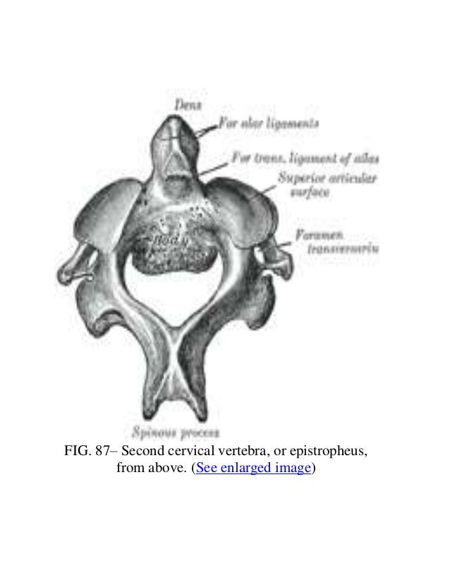Anatomy cervical vertebra