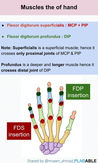 Anatomy Clinchers.pdf Human Anatomy anaa | PDF