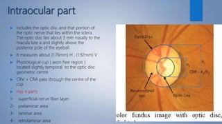 Interocular Area ocular Anatomy cranial n. dr.mohammed | PPTX