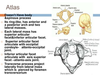 Atlas
 Doesn’t Have body
&spinous process
 Its ring-like, has anterior and
a posterior arch and two
lateral masses.
 Each lateral mass has
superior articular
facet&inferior articular facet.
 Superior articular facet
articulate with occipital
condoyle- atlanto-occipital
joint.
 Inferior articular facet
articulate with axis superior
facet –atlanto-axis joint.
 Transverse process project
laterally from lateral mass
which is pierced by foramen
transversorium
 