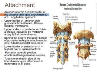 Attachment
 Anterior tubercle & lower border of
the anterior arch give attachment to
ant. Longitudinal ligament.
 Upper border of anterior arch
gives attachment to ant. Atlanto-
occipital membrane.
 Upper surface of posterior arch has
a groove- occupied by vertebral
artery & first cervical nerve.
 Behind the groove the upper border
of posterior arch give attachment to
post. Atlanto-occipital membrane
 Lower border of posterior arch –
highest pair of ligamenta flava.
 Posterior tubercle provide
attachment to ligamentum nuchae
 Tubercle on medial side of the
lateral mass –give attachment to
transverse lig.of atlas.
 