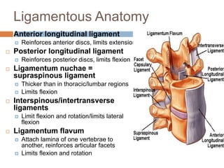 Ligamentous Anatomy
 Anterior longitudinal ligament
 Reinforces anterior discs, limits extension
 Posterior longitudinal ligament
 Reinforces posterior discs, limits flexion
 Ligamentum nuchae =
supraspinous ligament
 Thicker than in thoracic/lumbar regions
 Limits flexion
 Interspinous/intertransverse
ligaments
 Limit flexion and rotation/limits lateral
flexion
 Ligamentum flavum
 Attach lamina of one vertebrae to
another, reinforces articular facets
 Limits flexion and rotation
 
