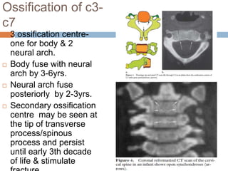 Ossification of c3-
c7
 3 ossification centre-
one for body & 2
neural arch.
 Body fuse with neural
arch by 3-6yrs.
 Neural arch fuse
posteriorly by 2-3yrs.
 Secondary ossification
centre may be seen at
the tip of transverse
process/spinous
process and persist
until early 3th decade
of life & stimulate
 