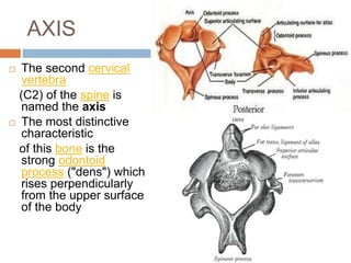 AXIS
 The second cervical
vertebra
(C2) of the spine is
named the axis
 The most distinctive
characteristic
of this bone is the
strong odontoid
process ("dens") which
rises perpendicularly
from the upper surface
of the body
 