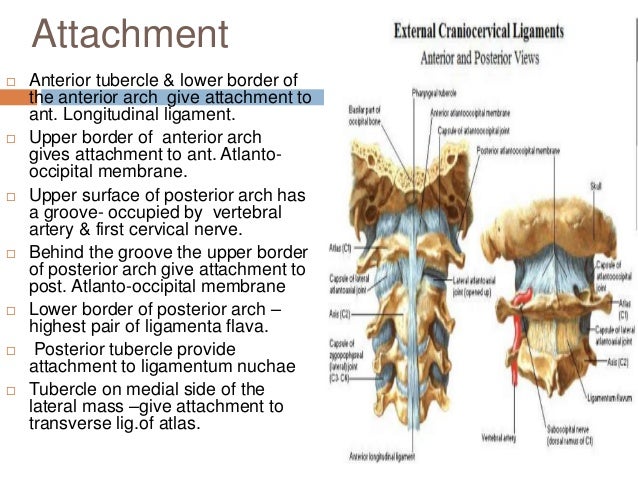 25+ Ligamentum Nuchae Cadaver Pics