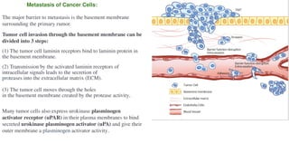 Molecular Mechanisms of Cancer: Oncogenes, Tumor Suppressors, and ...