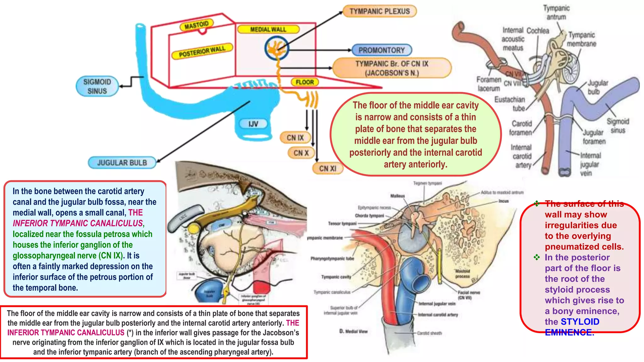 Anatomy & development of the middle ear | PPTX