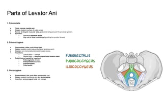 Normal Levator Function Anatomy Diaphragm&Pelvis.pdf anatomy study pdf | PDF