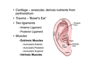 Ear Rotation Muscles Anatomy ear | PPT