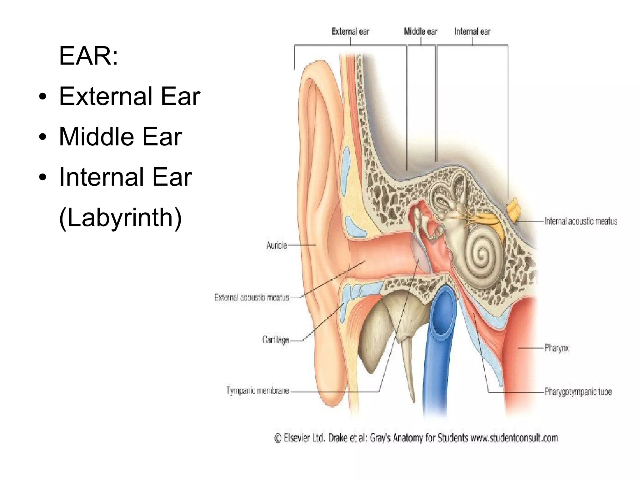 Anatomy Embryology Ext Ear Middle Ear ODP anatomy-embryology-ext-ear-middle-ear-odp