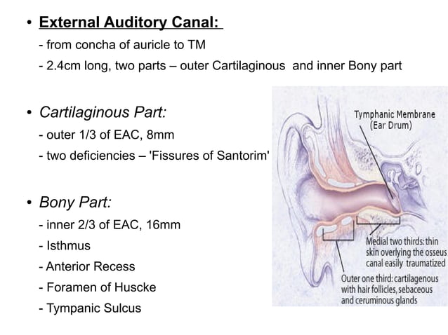 Autopsy Inner Ear Anatomy & embryology ext ear & middle ear | ODP | Death, Injury, or ...