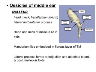 Anatomy & embryology ext ear & middle ear | ODP
