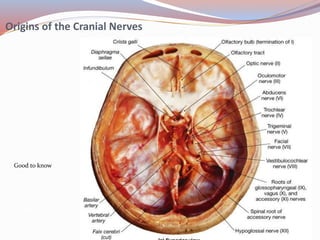 Origins of the Cranial Nerves
Good to know
PLAY
 