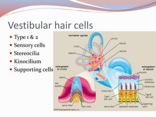 Vestibular hair cells
 Type 1 & 2
 Sensory cells
 Stereocilia
 Kinocilium
 Supporting cells
 
