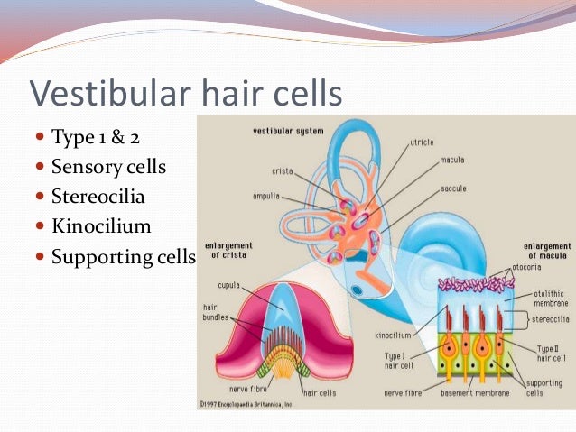 Anatomy & embryology of vestibular system