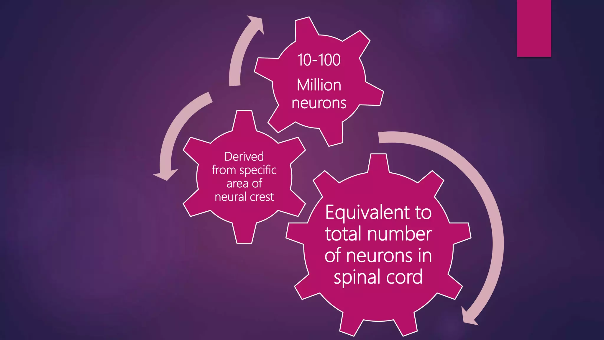 enteric nervous system ppt