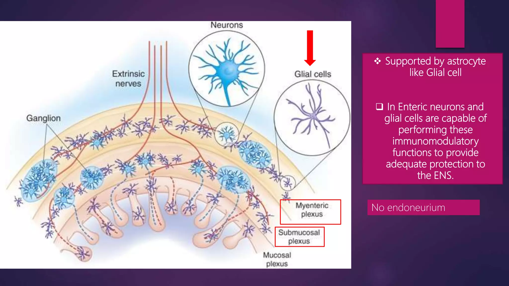 enteric nervous system ppt
