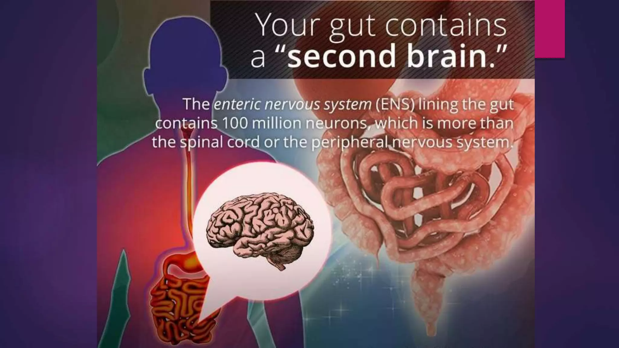 enteric nervous system ppt