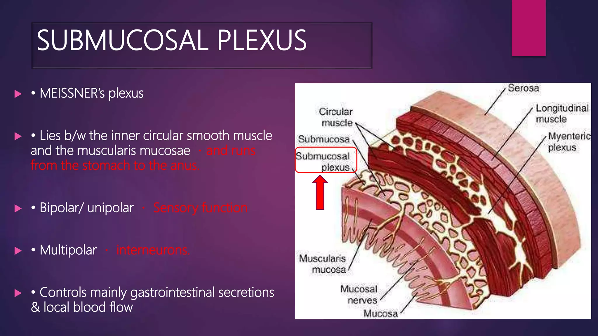 enteric nervous system ppt