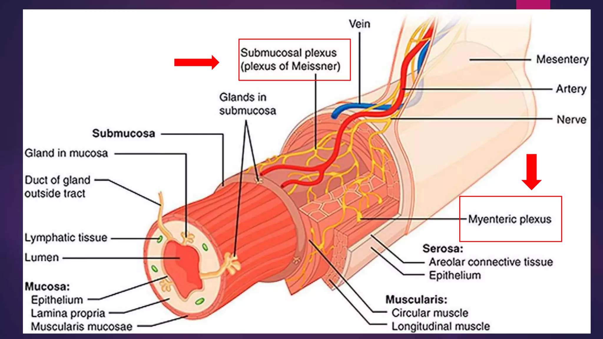 enteric nervous system ppt