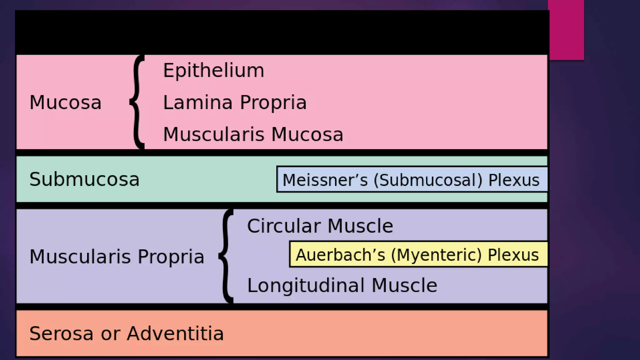 enteric nervous system ppt