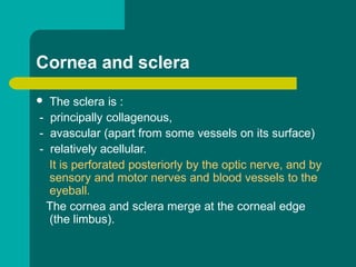Anatomy of external as well internal eye | PPTX