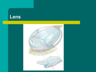 Anatomy of external as well internal eye | PPTX