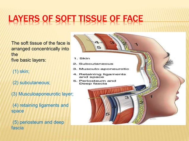 anatomy face.pptx