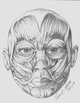 Anatomy face frontal_muscles